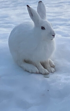 Norwegischkurse und Sprachreisen mit Yvonne Moutoux
