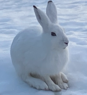 Norwegischkurse und Sprachreisen mit Yvonne Moutoux